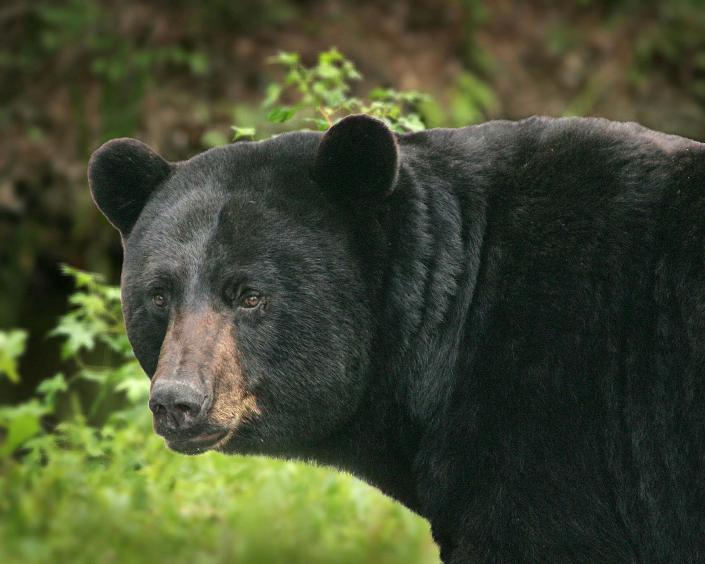 Black Bear Stare