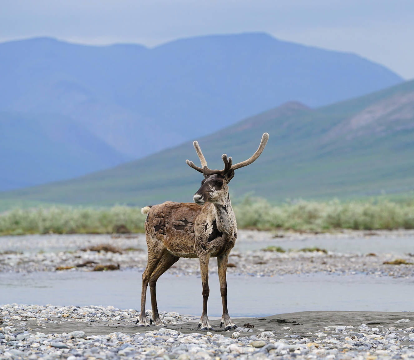 Caribou on Hulahula River