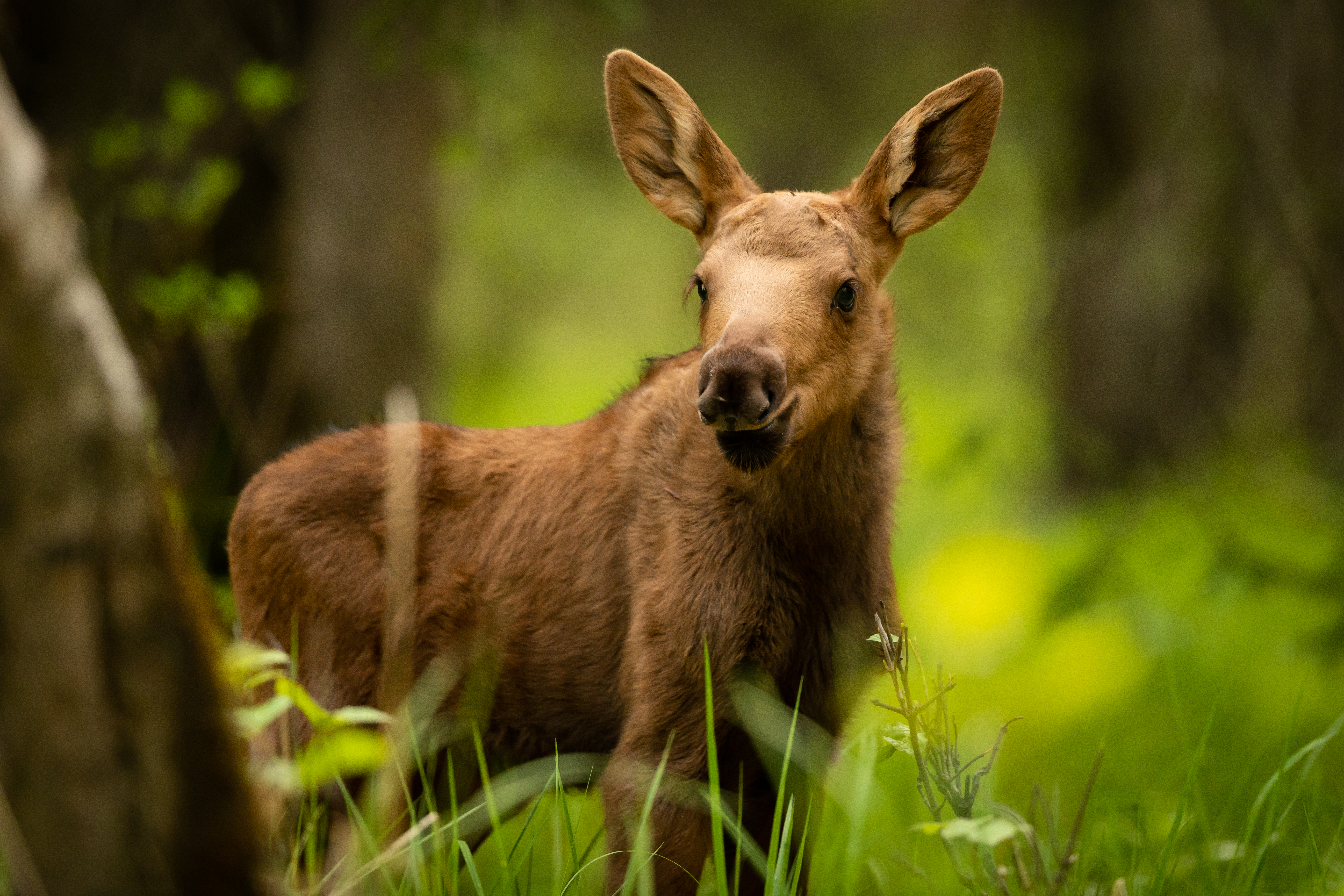 Moose calf standing in grass in forest