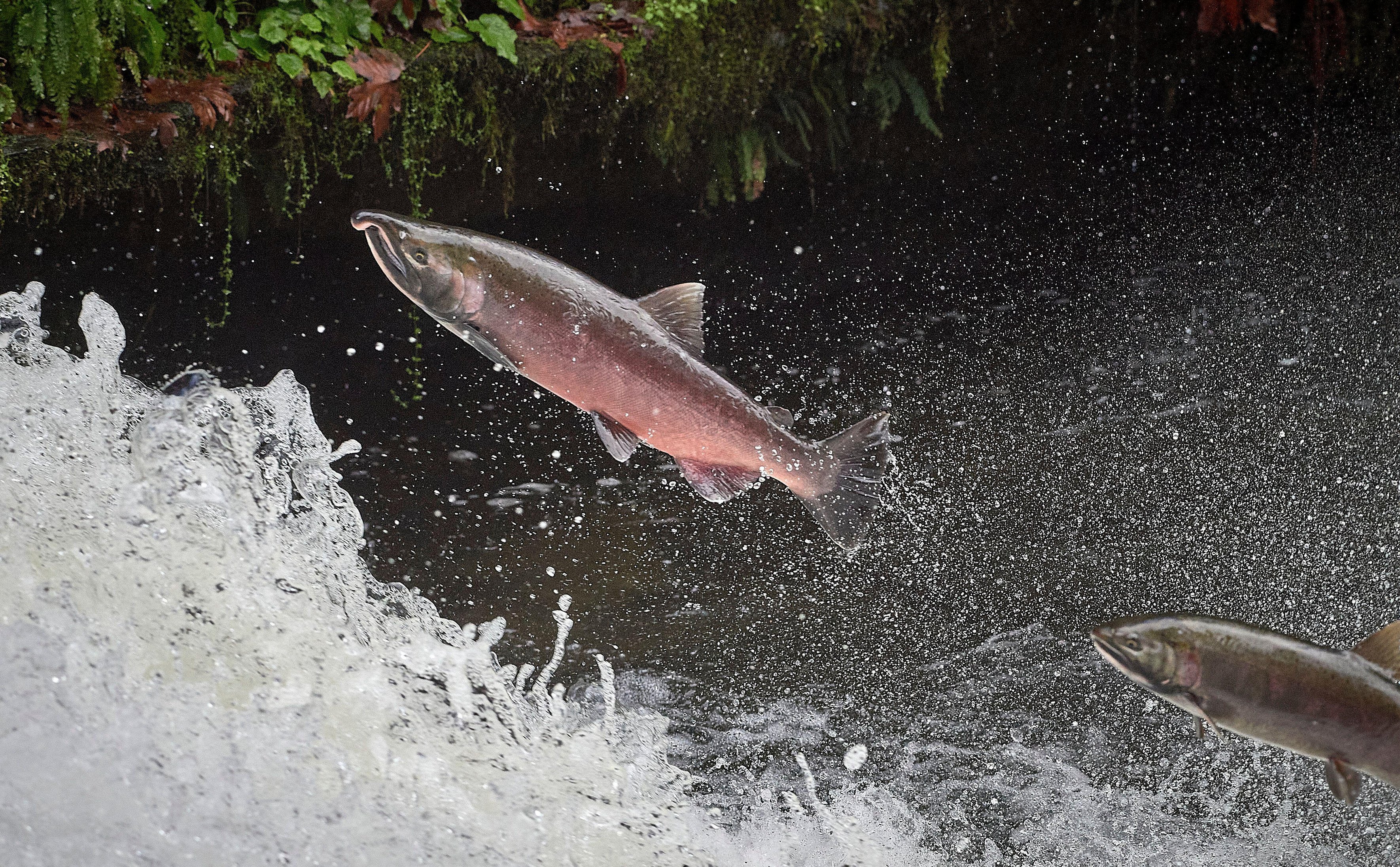 salmon jumping up creek
