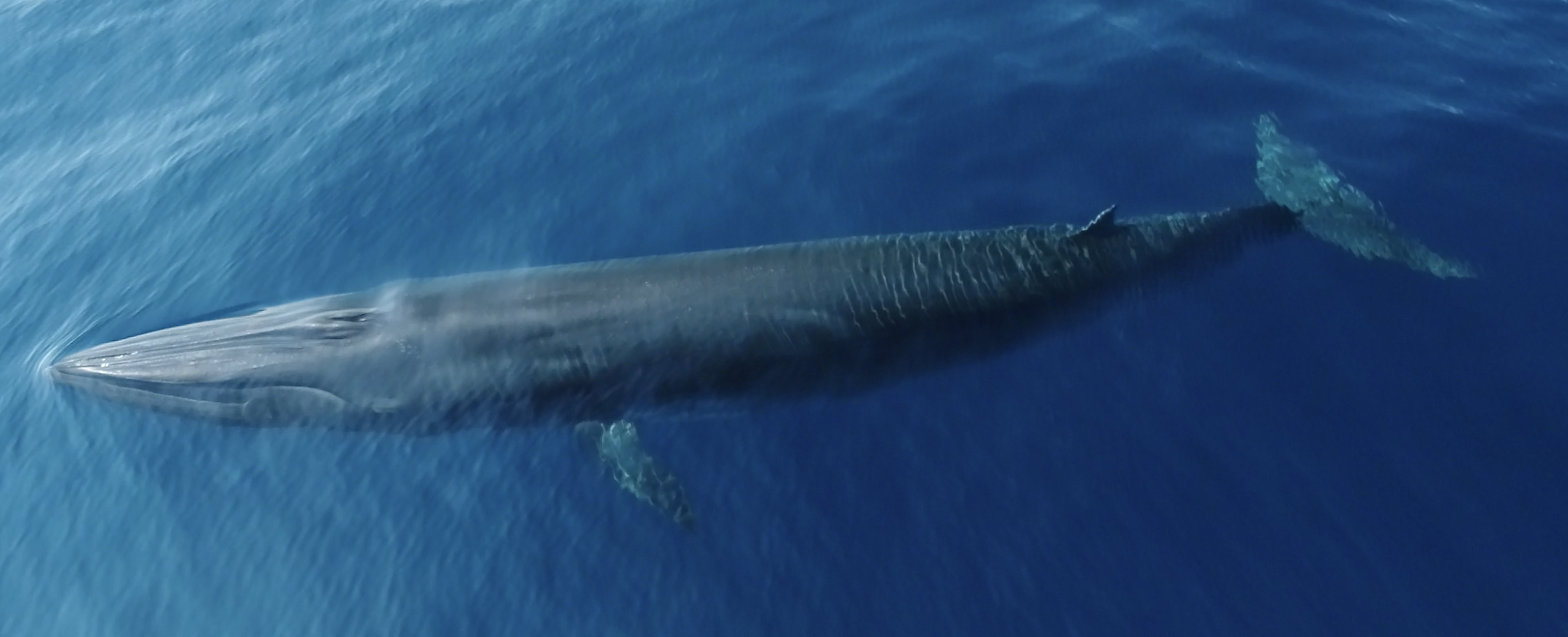 Rice's whale in sea