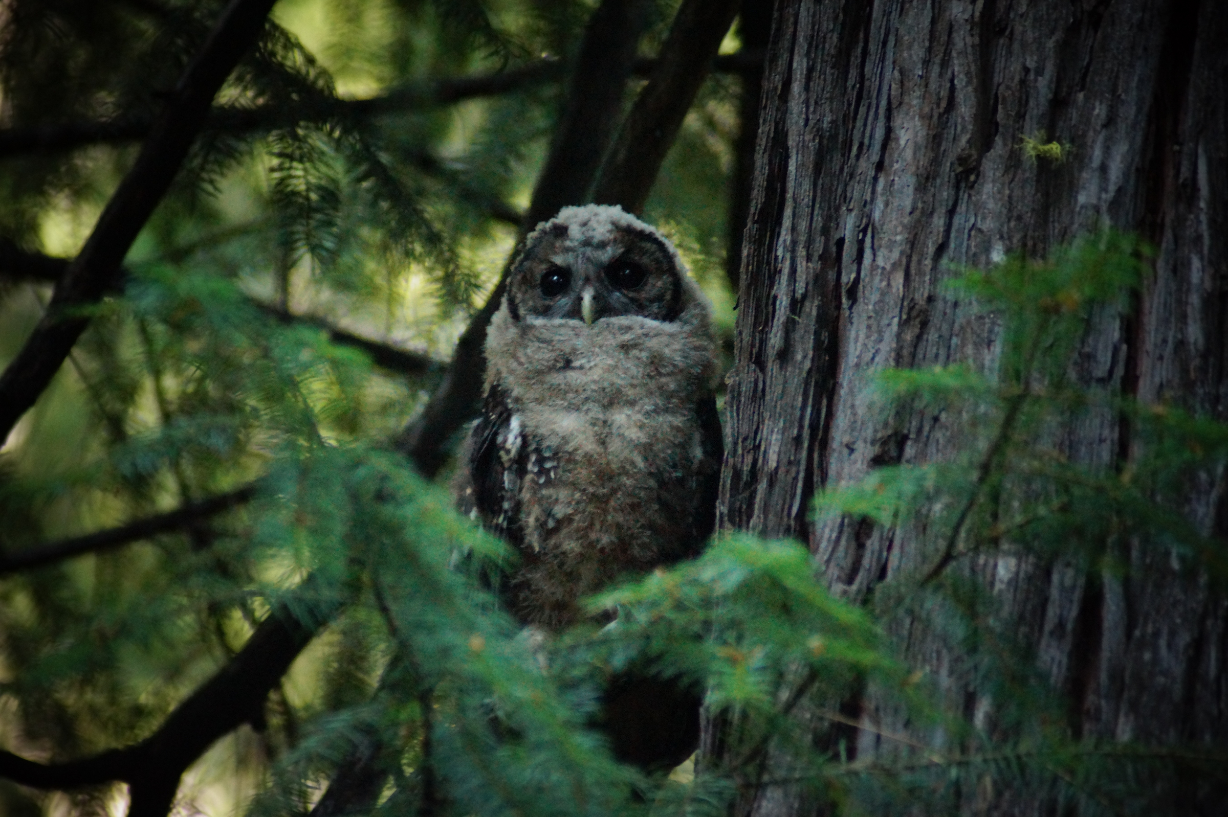 California spotted owl fledgling in tree